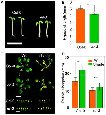 Auxin and Gibberellins Are Required for the Receptor-Like Kinase ERECTA Regulated Hypocotyl Elongation in Shade Avoidance in Arabidopsis